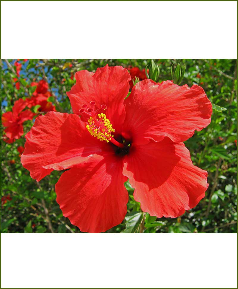 Hibiscus Red