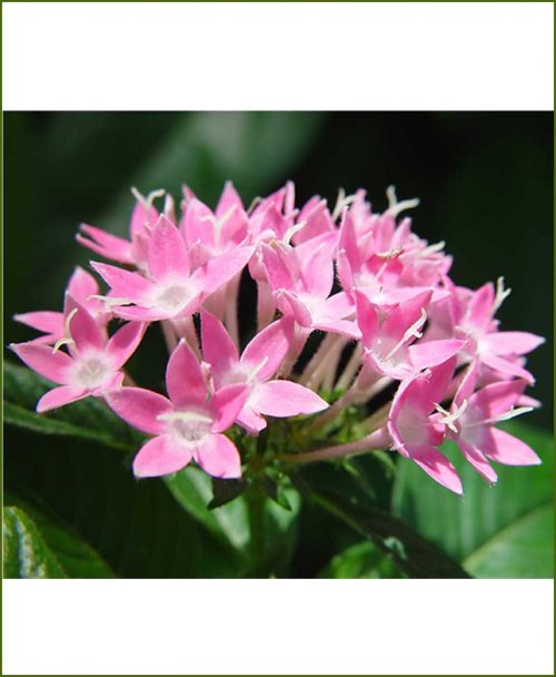 Ixora Pink Dwarf_Mashrita_Online_Nursery