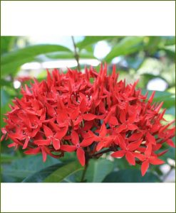 Ixora Red Dwarf_Mashrita_Online_Nursery