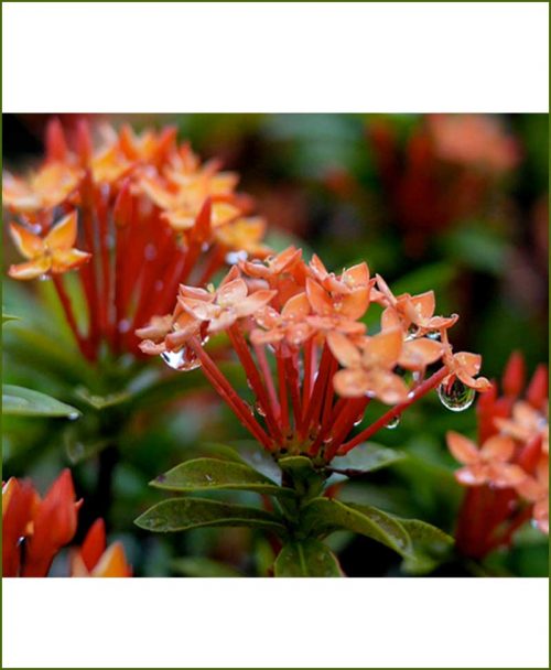 Ixora-Singapore_Mashrita_Online_Nursery