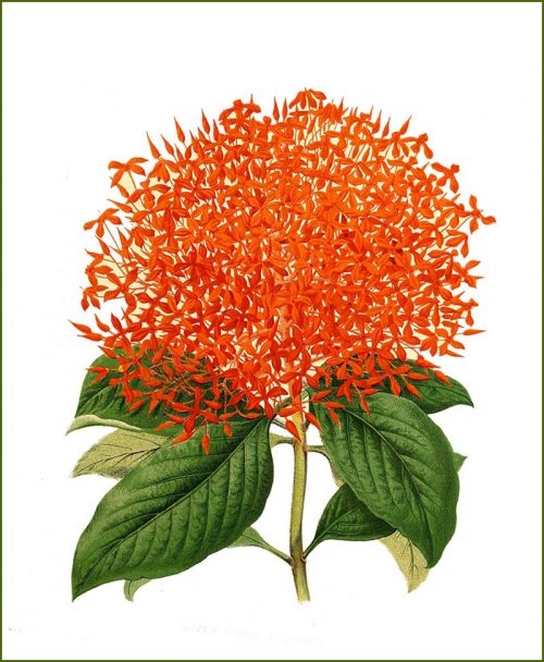 Ixora Flower Plants