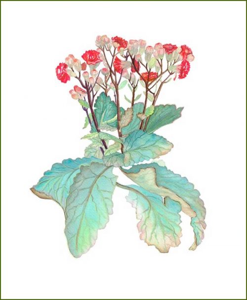 Kalanchoe Flower Plants