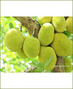 Kathal-Jack-fruit-Red_Mashrita_Nature_Cloud