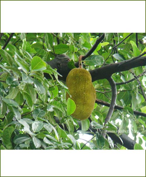 Kathal-Jackfruit-(Artocarpus-Heterophyllus)_Mashrita_Nature_Cloud