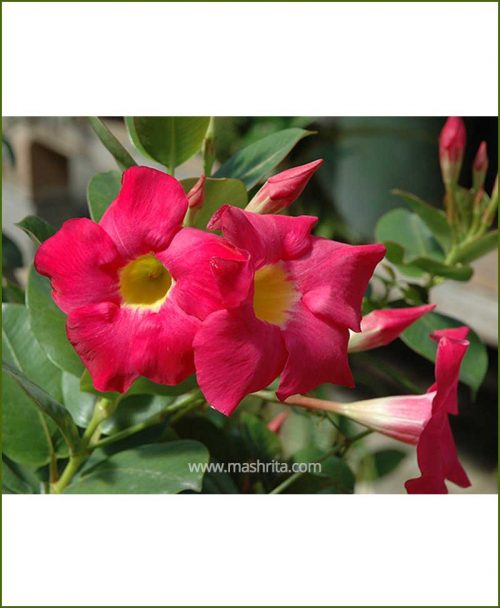 Mandevilla (Red)