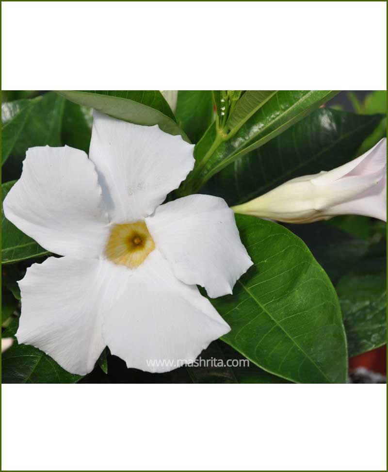 Mandevilla (White)