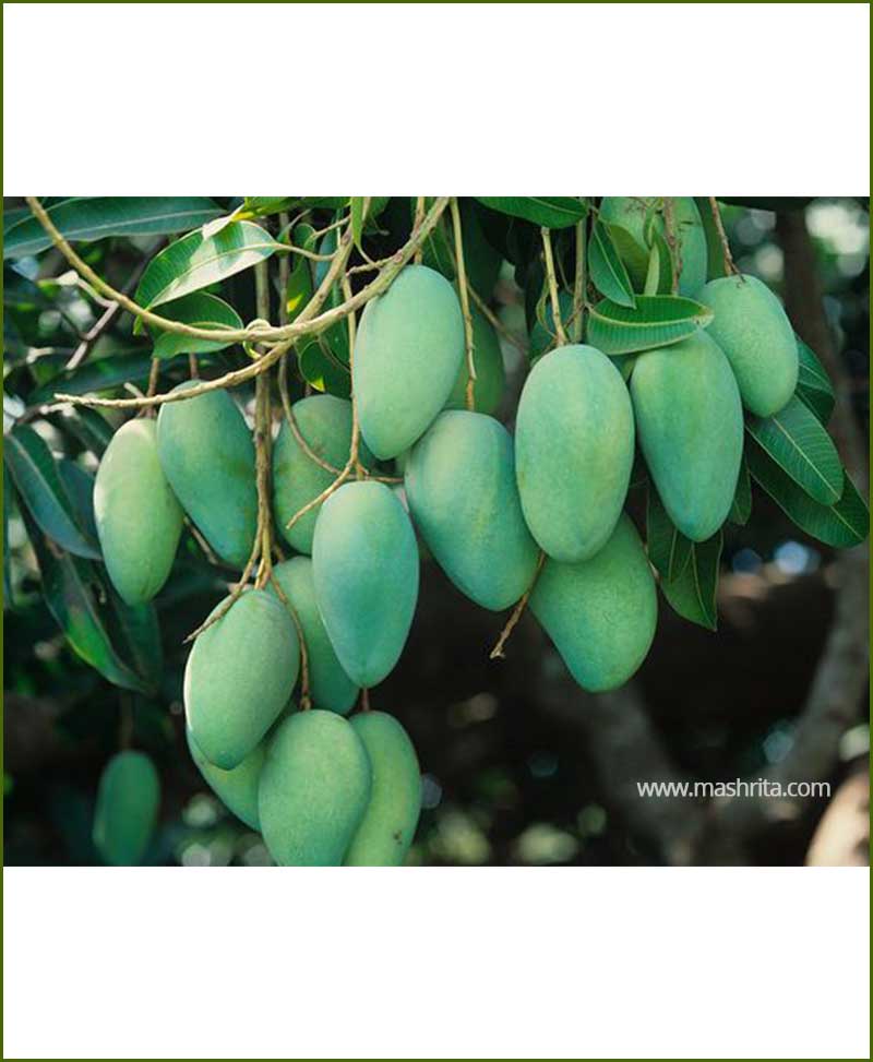 Mango All Season (Baramasi Aam)