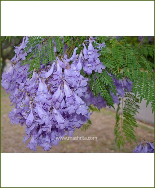 NeelMohar - Blue Jacaranda (Jacaranda Mimosifolia)