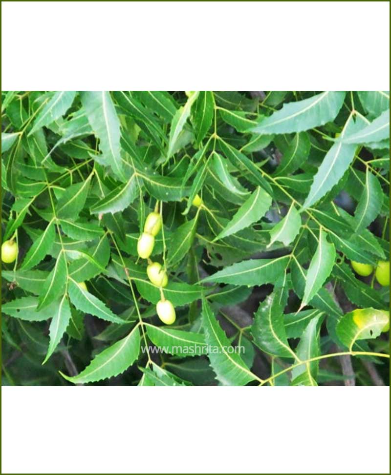 Neem (Azadirachta Indica)