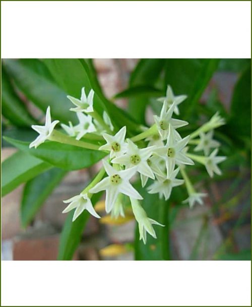 Night Blooming Jasmine (Raat Rani)_Mashrita_Online-Nursery