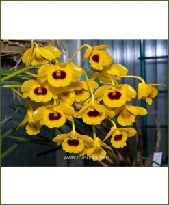 Orchid-Dendrobium-Gibsonii_Mashrita_Nature_Cloud