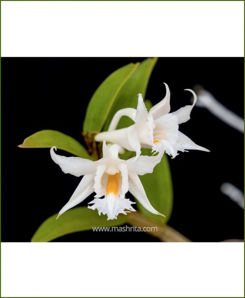 Orchid-Dendrobium-Longicornu_Mashrita_Nature_Cloud