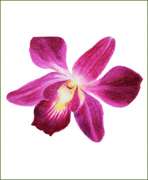 Orchid Flower Plants