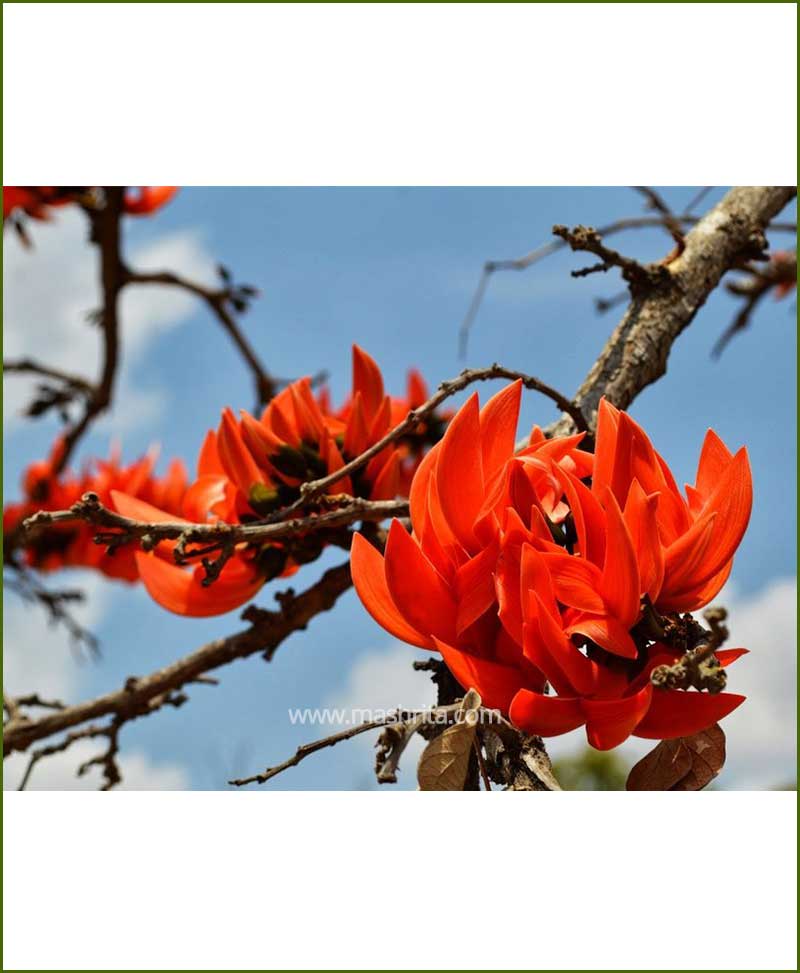 Palash - Flame Tree (Butea Monosperma)