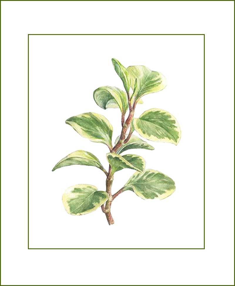 Peperomia Plants