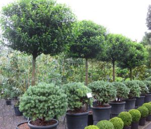 Plants Rental Gurgaon -Mashrita Nature Cloud