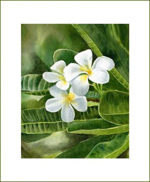 Plumeria Flower Plants