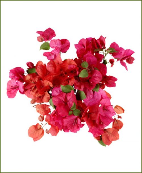 Bougainvillea Plants