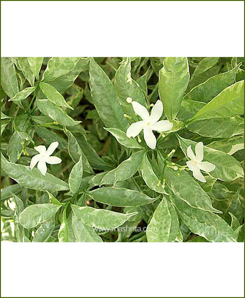 Tabernaemontana Divaricata, Tagar Variegated, Chandani Variegated, Crape Jasmine