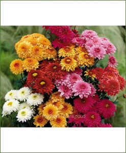 Chrysanthemum-Pompon-Mixed_Mashrita_Nature_Cloud