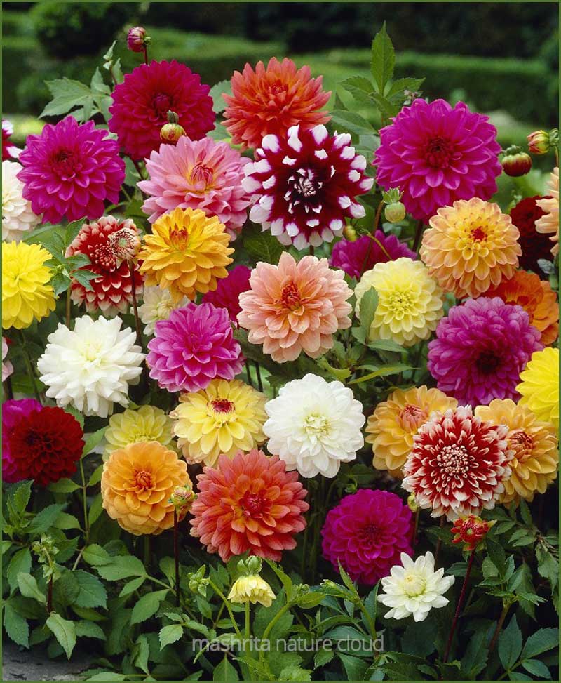 Dahlia Mixed