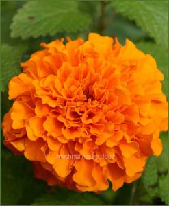 Kolkata-Marigold-Orange_Mashrita_Nature_Cloud