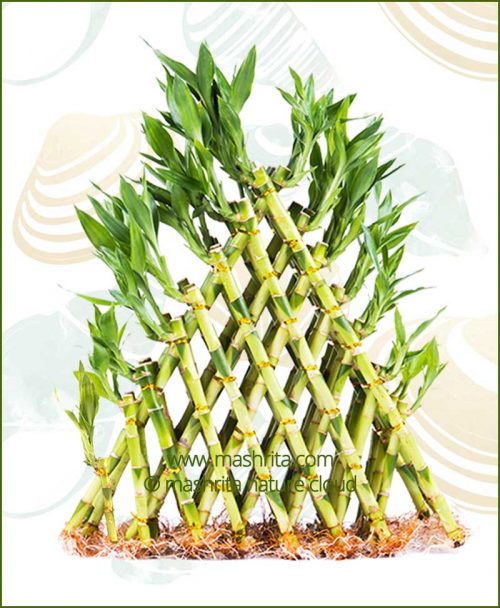 Lucky-Bamboo-Eight-Layer-Pyramid-Without-Pot