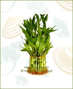 Lucky Bamboo Three Layer Bare Root