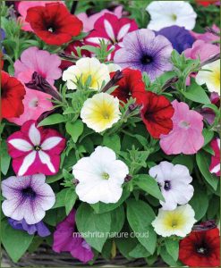 Petunia-Grandiflora-Mixed-(Imported)_Mashrita_Nature_Cloud