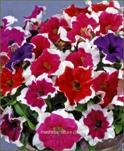 Petunia Picotee Mixed (Imported)_Mashrita_Nature_Cloud