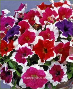 Petunia Picotee Mixed (Imported)_Mashrita_Nature_Cloud