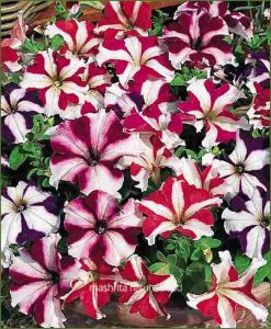 Petunia-Star-Mixed(Imported)_Mashrita_Nature_Cloud