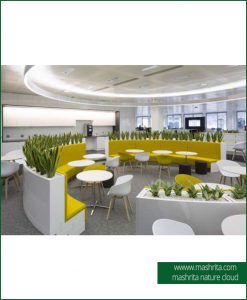 Plant Rentals Delhi NCR