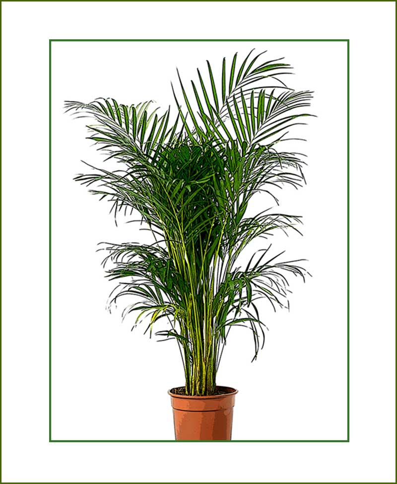 Areca Palm Plants