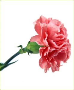 Carnation Pink Flower Plant