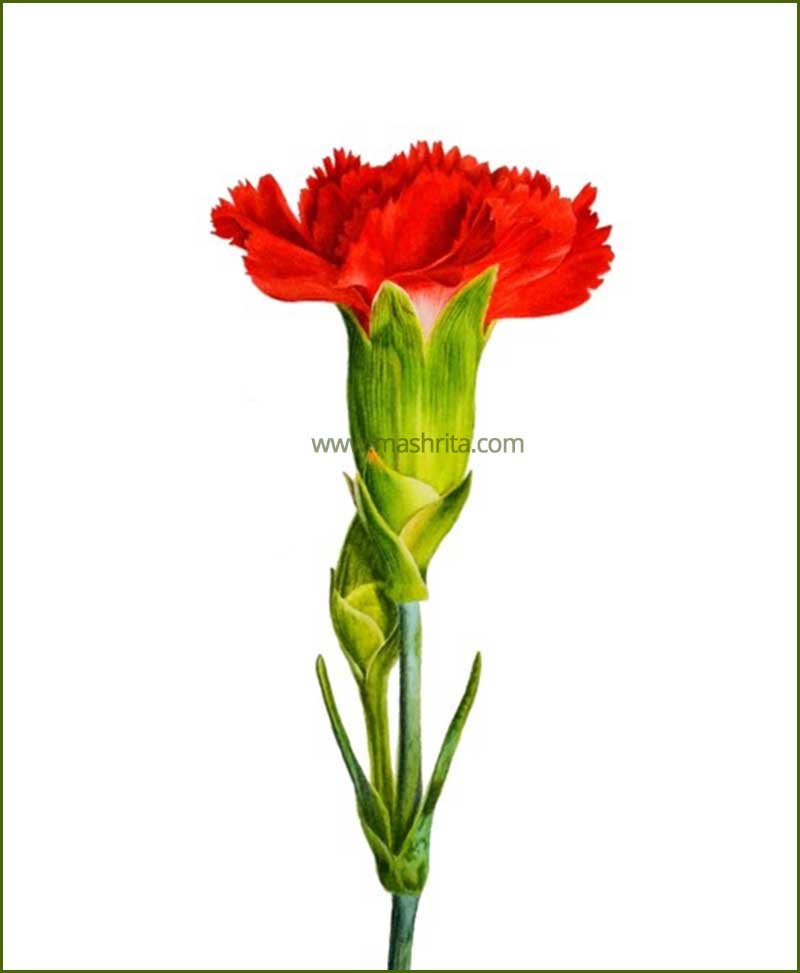 Carnation Red Flower Plant