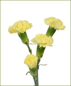 Carnation Yellow Flower Plant Carnation Yellow Flower Plant