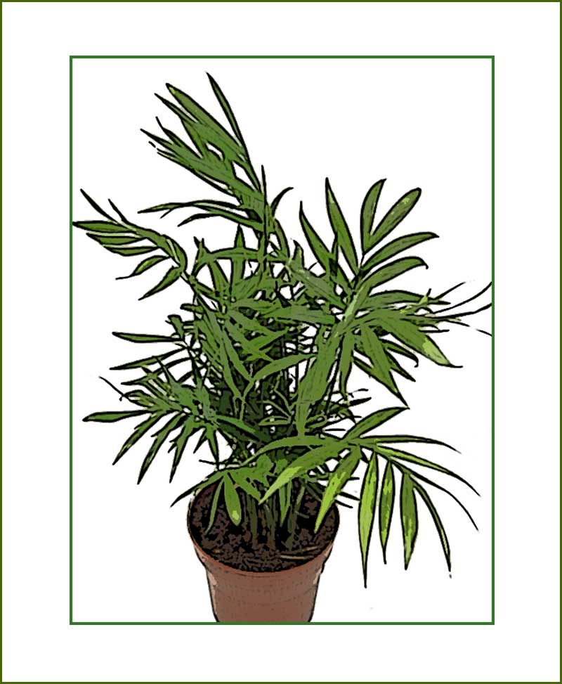 Chamaedorea Plants