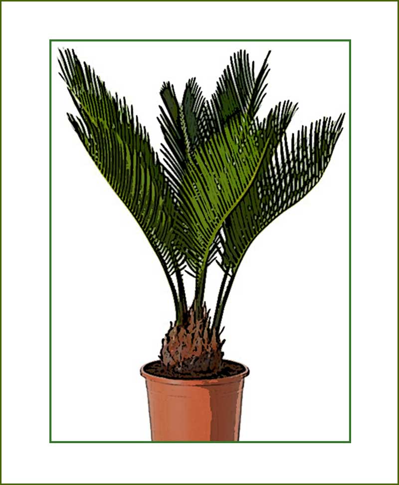 Cycus Plants