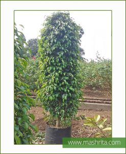 Ficus Benjamina Black Exotica (Bushy)