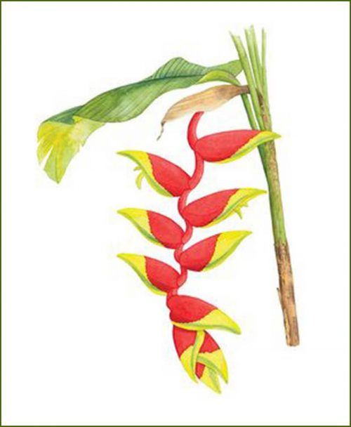 Heliconia Flower Plants