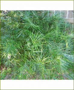Narrow-Leaf-Zamia-Angustifolia-36-Inch