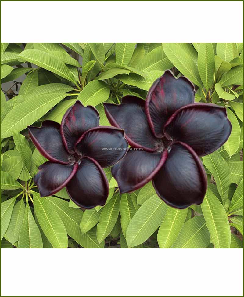 Plumeria Black (Rarest Champa)