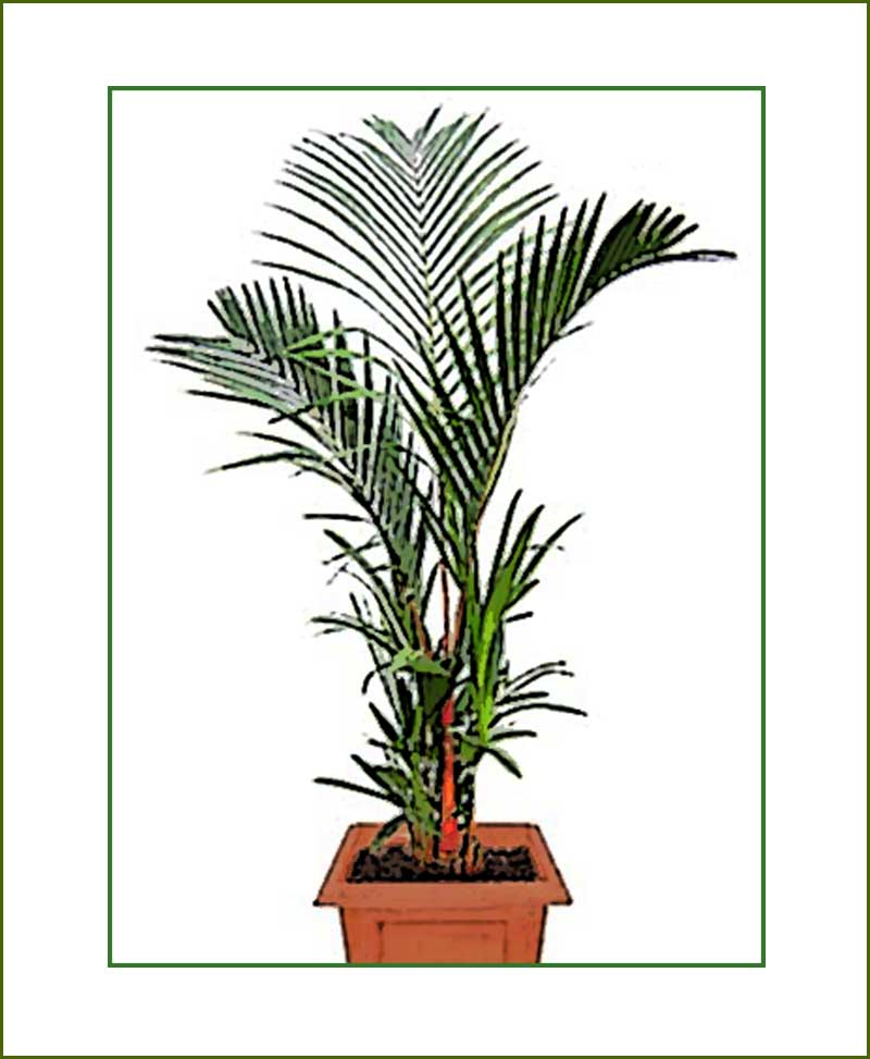 Red Wax Palm