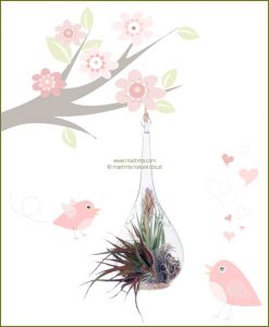 Tear Drop with Long Stem Hanging Terrarium 20cm