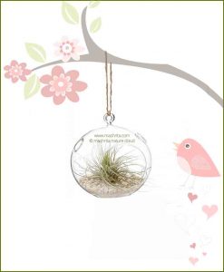 Hanging Terrarium Bowl Round 8cm