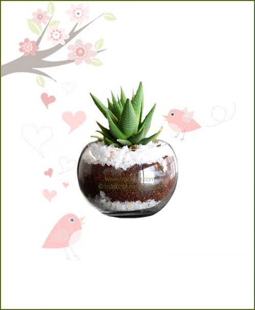 Terrarium Bowl Round 10cm