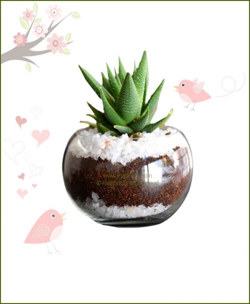 Terrarium Bowl Round 15cm