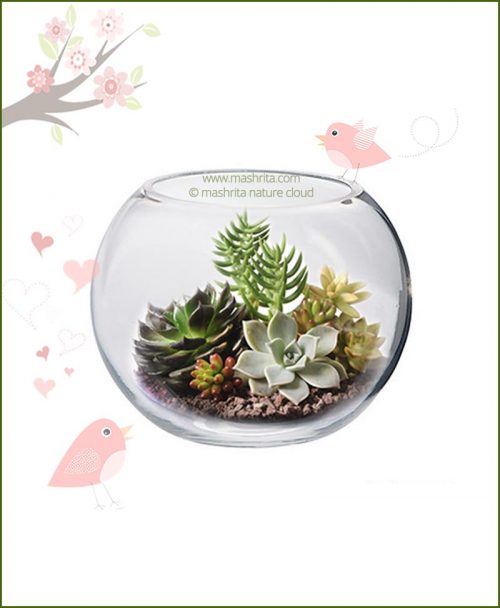 Terrarium Bowl Round 20cm