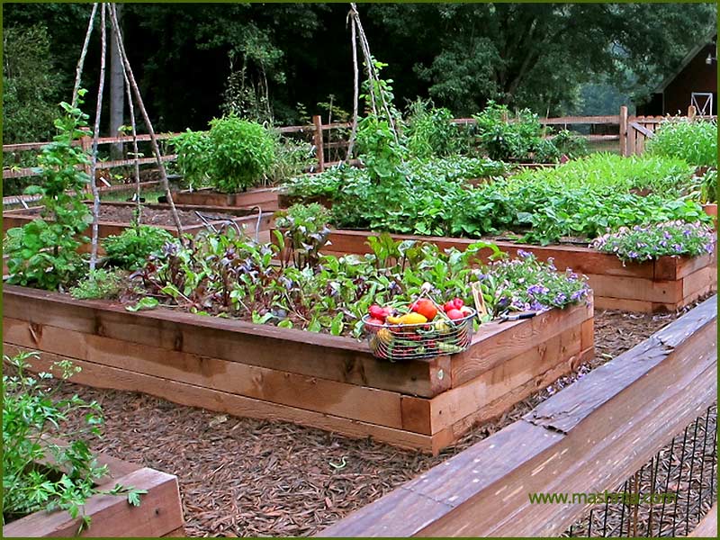 Kitchen Garden Noida